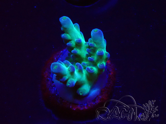 WYSIWYG ORA Acropora Pearlberry 5T2