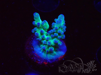 WYSIWYG ORA Acropora Pearlberry 5T3