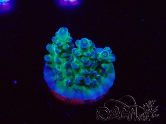 WYSIWYG ORA Acropora Pearlberry 5T4