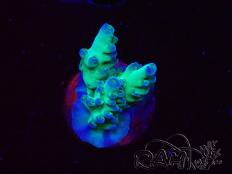 WYSIWYG ORA Acropora Pearlberry 5T5