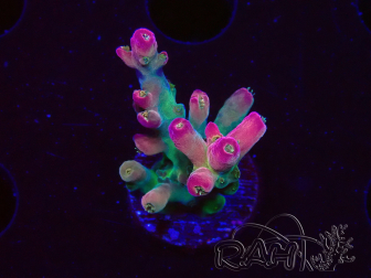WYSIWYG RAH Acropora Golden Dragon 5O6