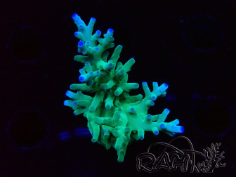 WYSIWYG ORA Acropora turaki Hawkins 5U1