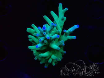 WYSIWYG ORA Acropora turaki Hawkins 5U2