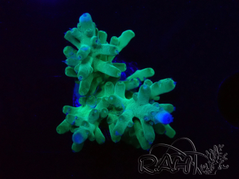 WYSIWYG ORA  Acropora turaki Hawkins 5U4