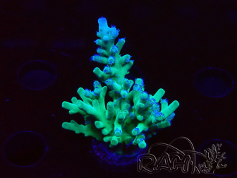 WYSIWYG ORA Acropora turaki Hawkins 5U5