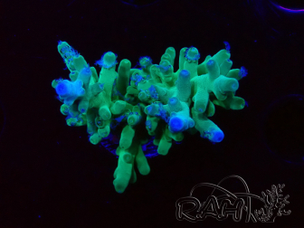 WYSIWYG ORA Acropora turaki Hawkins 5U6