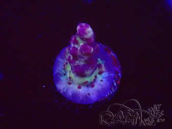 WYSIWYG RAH Acropora Nightshade 5U7