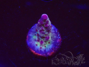 WYSIWYG RAH Acropora Nightshade 5U9