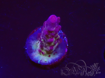 WYSIWYG RAH Acropora Nightshade 5U10