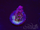 WYSIWYG RAH Acropora Nightshade 5U10