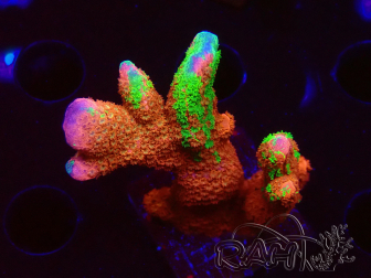 WYSIWYG WWC Montipora Contraband Digitata 5V2