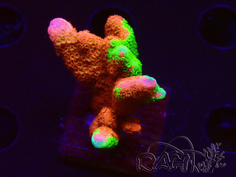 WYSIWYG WWC Montipora Contraband Digitata 5V4