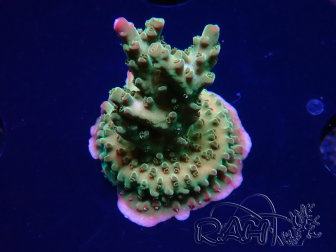 WYSIWYG RAH Acropora Astro-berry 5P1