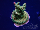 WYSIWYG RAH Acropora Astro-berry 5P1