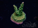 WYSIWYG RAH Acropora Astro-berry 5P2