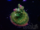 WYSIWYG RAH Acropora Astro-berry 5P3