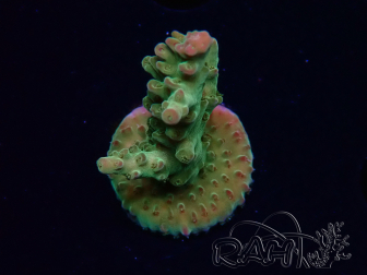 WYSIWYG RAH Acropora Astro-berry 5P4