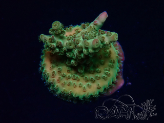 WYSIWYG RAH Acropora Astro-berry 5P5