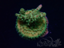 WYSIWYG RAH Acropora Astro-berry 5P5