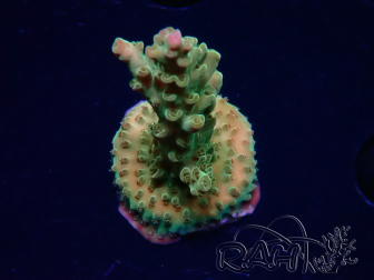WYSIWYG RAH Acropora Astro-berry 5P6