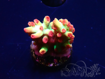 WYSIWYG RAH Acropora microclados Strawberry Shortcake 5P8