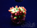 WYSIWYG RAH Acropora microclados Strawberry Shortcake 5P8