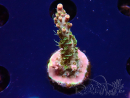 WYSIWYG CC Acropora Vodoo Majick 5Q10