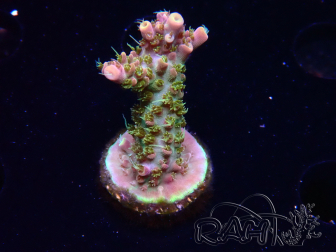WYSIWYG CC Acropora Vodoo Majick 5Q11