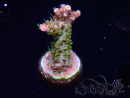 WYSIWYG CC Acropora Vodoo Majick 5Q11