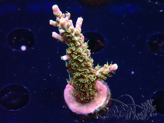 WYSIWYG CC Acropora Vodoo Majick 5Q12