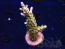 WYSIWYG CC Acropora Vodoo Majick 5Q12