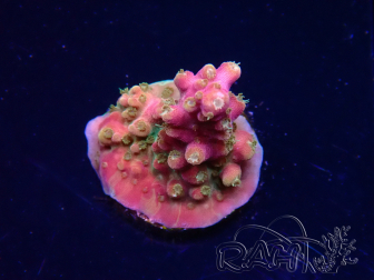 WYSIWYG RAH Acropora Stained Glass 5R9