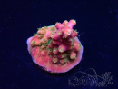 WYSIWYG RAH Acropora Stained Glass 5R9