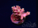 WYSIWYG RAH Acropora Stained Glass 5R10
