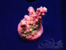 WYSIWYG RAH Acropora Stained Glass 5R11