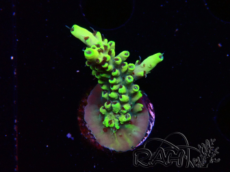WYSIWYG RAH Acropora Golden Dragon 5O6