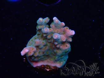 WYSIWYG RAH Acropora donei Hot Shot 5S9