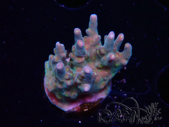 WYSIWYG RAH Acropora donei Hot Shot 5S10