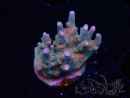 WYSIWYG RAH Acropora donei Hot Shot 5S10