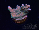 WYSIWYG RAH Acropora donei Hot Shot 5S11