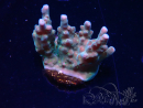 WYSIWYG RAH Acropora donei Hot Shot 5S12