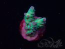 WYSIWYG ORA Acropora Pearlberry 5T5
