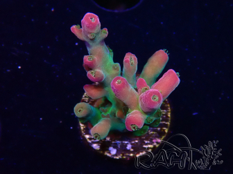 WYSIWYG RAH Acropora 5T12