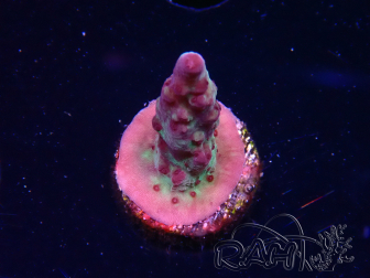 WYSIWYG RAH Acropora Nightshade 5U9