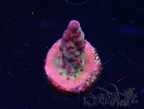 WYSIWYG RAH Acropora Nightshade 5U9