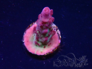 WYSIWYG RAH Acropora Nightshade 5U10