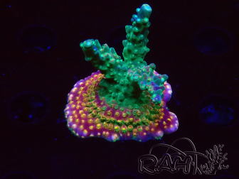 WYSIWYG Acropora Fruity Pebbles 5W2