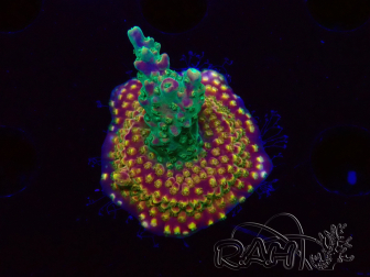 WYSIWYG Acropora Fruity Pebbles 5W3