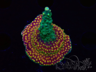 WYSIWYG Acropora Fruity Pebbles 5W4