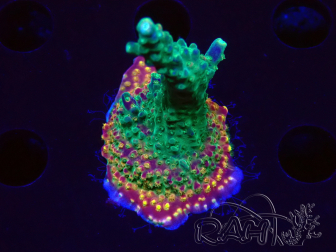 WYSIWYG Acropora Fruity Pebbles 5W5